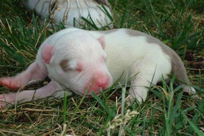 American Pit Bull Puppies for Sale